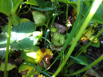 Le prime fragole / 43_2014.jpg 43_2014.jpg