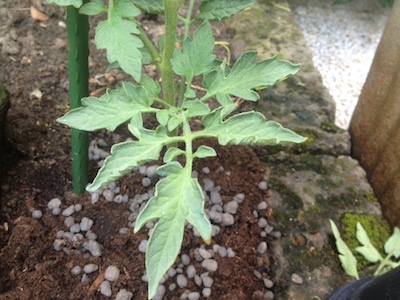 Foglie delle piantine di pomodoro / IMG_0003.jpg IMG_0003.jpg