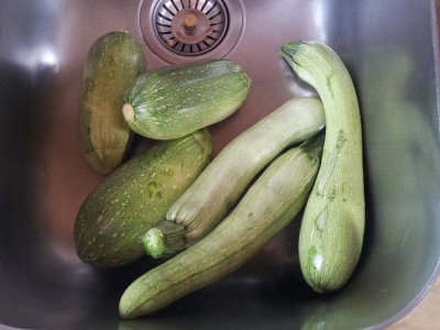 Zucchini / 20140712_110217.jpg 20140712_110217.jpg