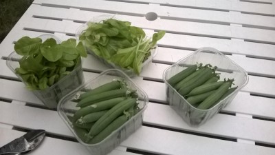 Prima raccolta! / 44_2014.jpg 44_2014.jpg