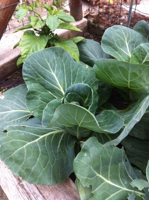 I cavoli / 44_2014.jpg 44_2014.jpg