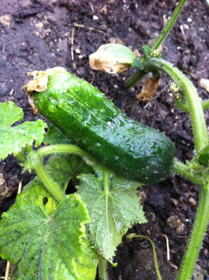 Cetriolini / 45_2014.jpg 45_2014.jpg