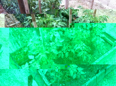 Pomodorini / 46_2014.jpg 46_2014.jpg