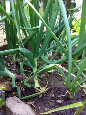 Cipolle e agli / 48_2014.jpg 48_2014.jpg