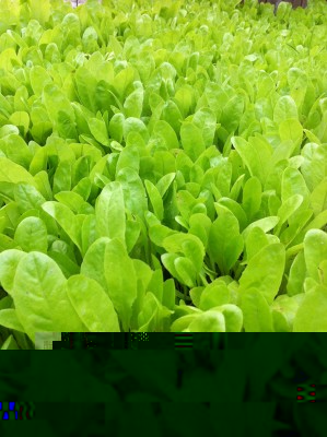 Campo di lattughino / 49_2014.jpg 49_2014.jpg