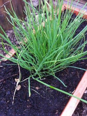 Erba cipollina / 50_2014.jpg 50_2014.jpg