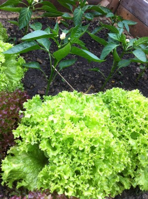 Peperoni e insalata Lollo / 51_2014.jpg 51_2014.jpg