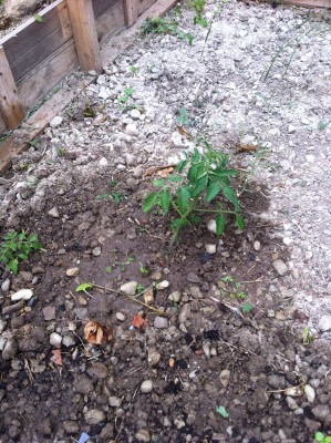 Pomodoro "anarchico" / 52_2014.jpg 52_2014.jpg