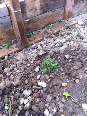 Pomodoro "anarchico" 2 / 53_2014.jpg 53_2014.jpg