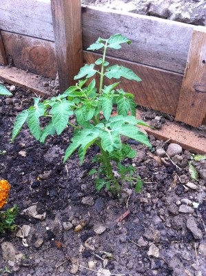 Pomodoro "anarchico" 3 / 54_2014.jpg 54_2014.jpg