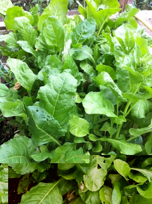 Bietola da taglio / 55_2014.jpg 55_2014.jpg