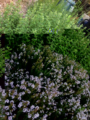 Un po' di aromatiche / 57_2014.jpg 57_2014.jpg