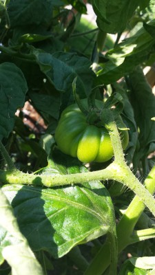 I pomodori cuore di bue / 58_2014.jpg 58_2014.jpg