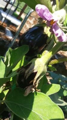 Melanzana / 59_2014.jpg 59_2014.jpg