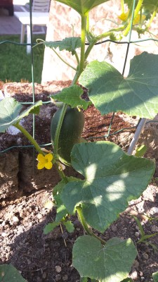 Cetriolo / 60_2014.jpg 60_2014.jpg