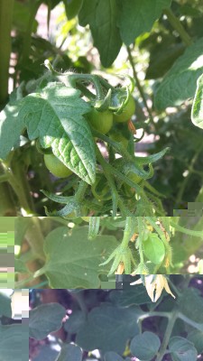 Pomodorini / 61_2014.jpg 61_2014.jpg