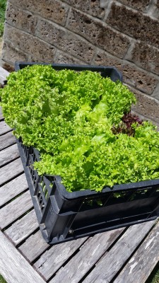 Raccolta di insalata Lollo / 62_2014.jpg 62_2014.jpg