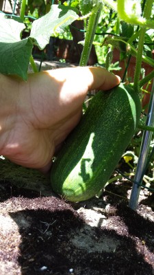 Cetrioli / 63_2014.jpg 63_2014.jpg