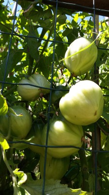 Pomodori / 64_2014.jpg 64_2014.jpg