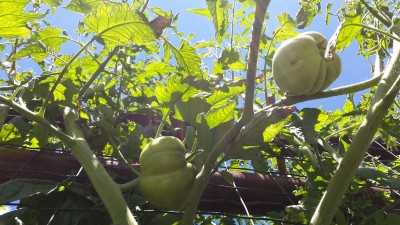 Pomodori / 65_2014.jpg 65_2014.jpg