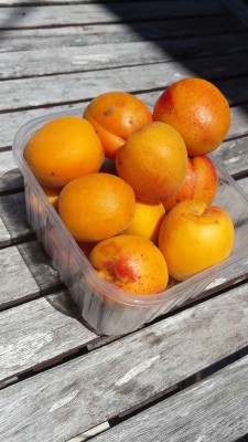 Albicocche / 66_2014.jpg 66_2014.jpg