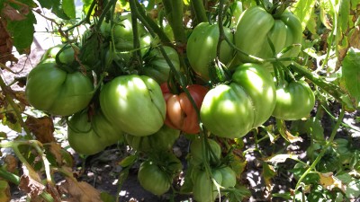 Super grappoli di pomodori / 67_2014.jpg 67_2014.jpg