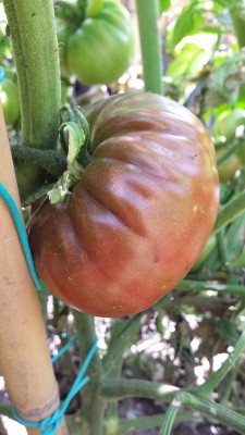 Pomodoro nero di Crimea / 68_2014.jpg 68_2014.jpg