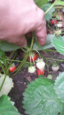 Nuove fragole all'orizzonte / 70_2014.jpg 70_2014.jpg