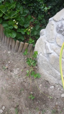 Invasione di fragole / 71_2014.jpg 71_2014.jpg