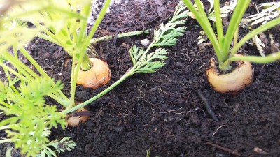 Carote / 72_2014.jpg 72_2014.jpg