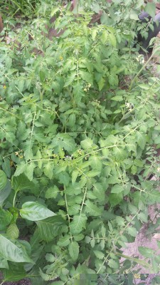 Pomodori anarchici / 73_2014.jpg 73_2014.jpg