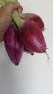 Cipolle / 74_2014.jpg 74_2014.jpg