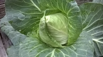 Cavoli / 75_2014.jpg 75_2014.jpg