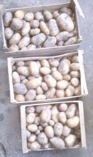 patate di ieri / CAM00610.jpg CAM00610.jpg