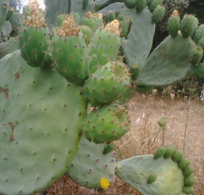 foto0577.jpg (115.53 KiB) Osservato 986 volte foto0577.jpg