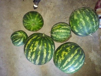 Cocomere / 20140717_085641.jpg 20140717_085641.jpg