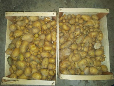 Patate / 20140717_085706.jpg 20140717_085706.jpg