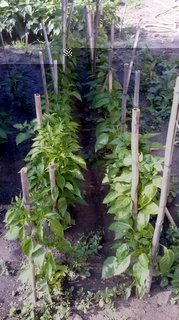 peperoni / CAM00635.jpg CAM00635.jpg