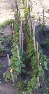 peperoni / CAM00636.jpg CAM00636.jpg