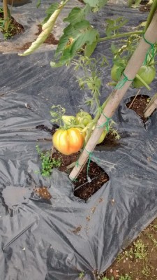 Cuore di bue in maturazione.jpg (115.58 KiB) Osservato 719 volte Cuore di bue in maturazione.jpg