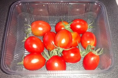 Primi pomodorini raccolti.jpg