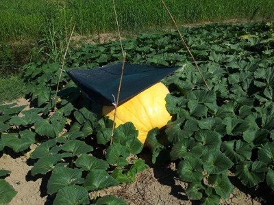 Atlantic giant / atlantic.jpg atlantic.jpg