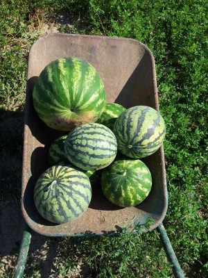 Cocomere / cocomere.jpg cocomere.jpg