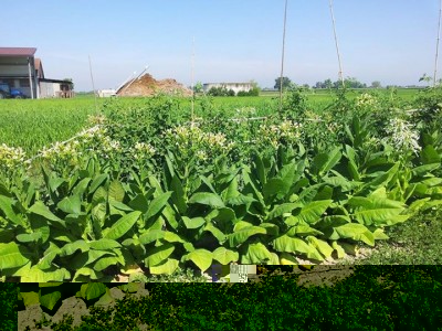 Tabacco / tabacco.jpg tabacco.jpg