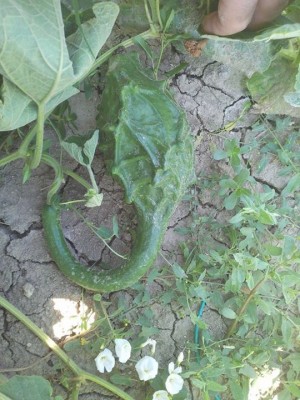 Zucca "dinosauro" / zucca_dinosauro.jpg zucca_dinosauro.jpg