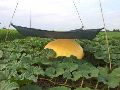 Atlantic giant / ag.jpg ag.jpg