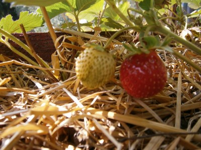 P7250111.JPG (219.26 KiB) Osservato 924 volte P7250111.JPG