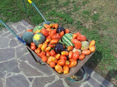 Raccolto / raccolto.jpg raccolto.jpg