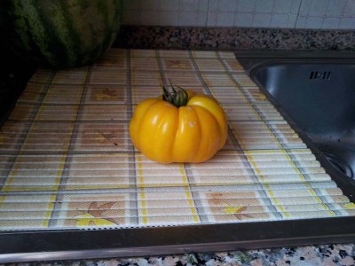 Pomodoro giallo / 10583928_10204506588134428_6221395916084624377_n.jpg 10583928_10204506588134428_6221395916084624377_n.jpg