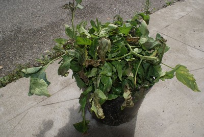 25 marciume foglie.jpg (165.42 KiB) Osservato 678 volte 25 marciume foglie.jpg